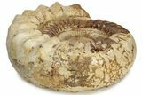 Jurassic Ammonite (Kranosphinctes?) Fossil - Madagascar #242304-2